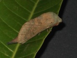 Pallastica sericeofasciata